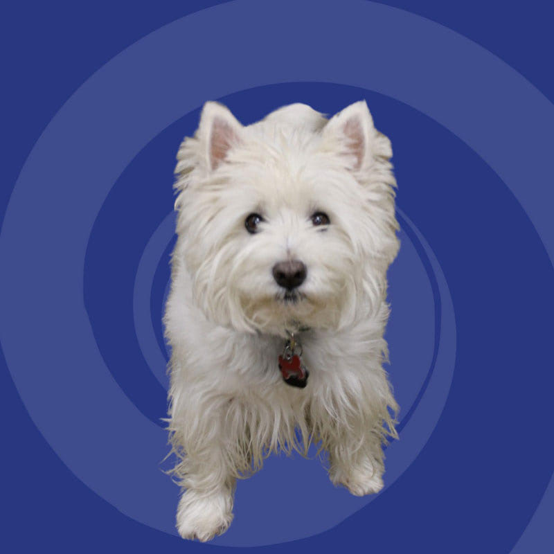 Lucky the Dog